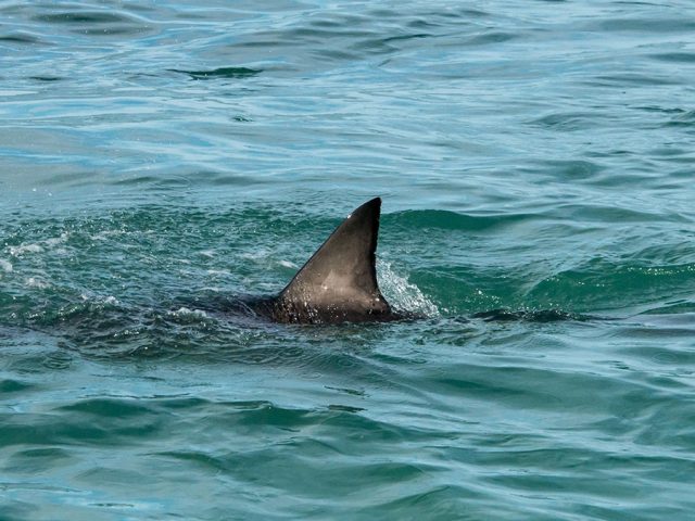 Beaches with most shark attacks as Americans pay tribute to ‘Jaws’ and activist weighs in