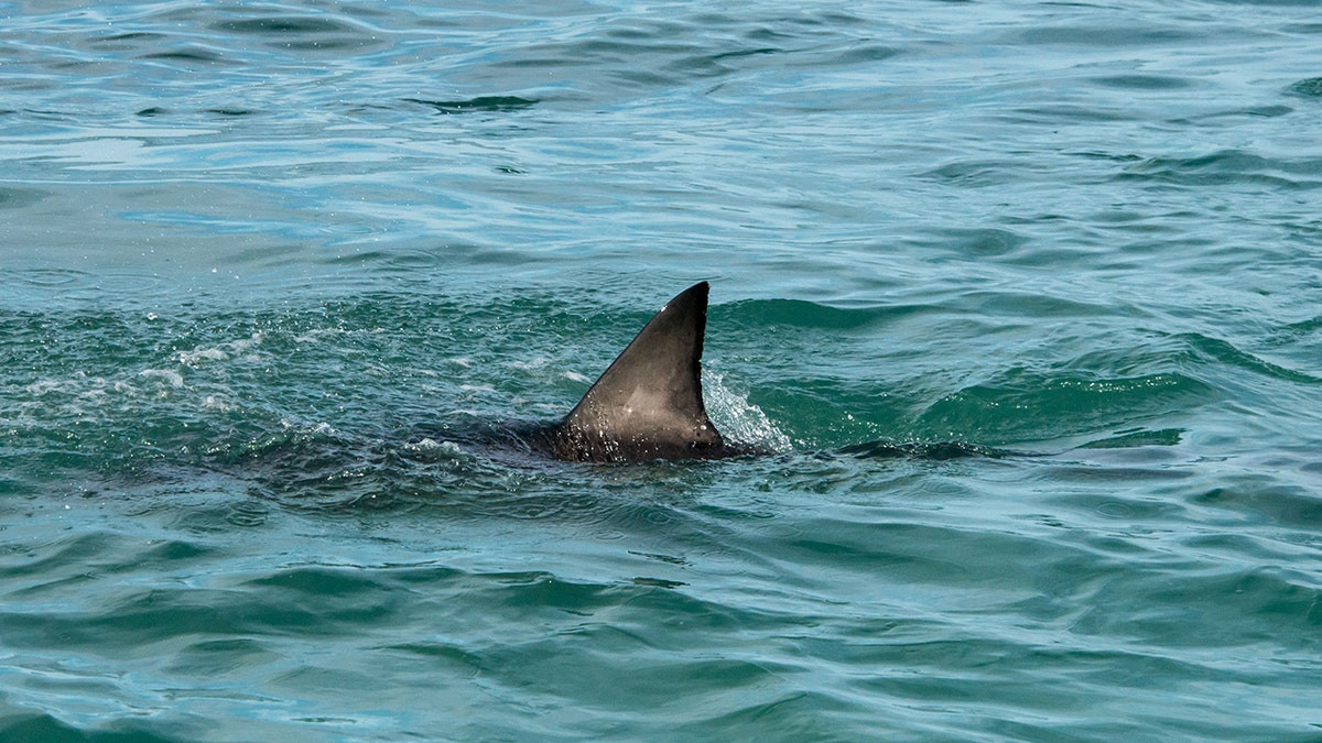 Beaches with most shark attacks as Americans pay tribute to 'Jaws' and activist weighs in  at george magazine