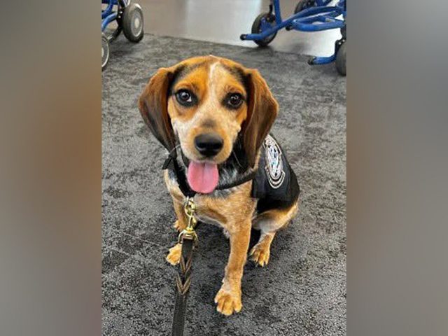 Traveler nabbed by CBP beagle at airport for carrying illicit food deported after kicking dog ‘off the ground’