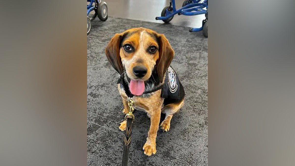 Traveler nabbed by CBP beagle at airport for carrying illicit food deported after kicking dog 'off the ground'  at george magazine