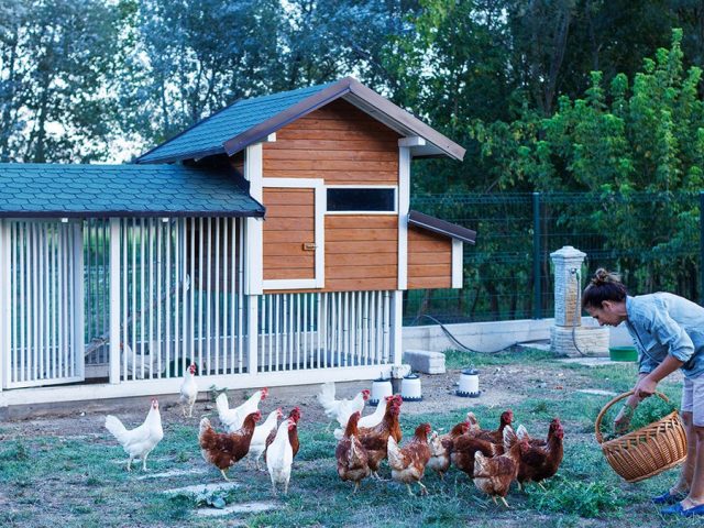 More Americans seek eggs at home as chicken coop interest surges: What experts want you to know