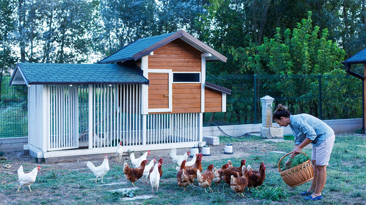 More Americans seek eggs at home as chicken coop interest surges: What experts want you to know  at george magazine