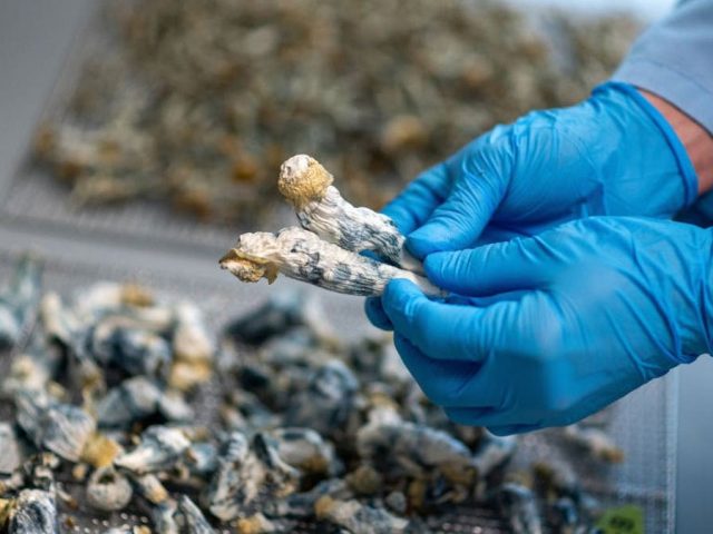 Single dose of ‘magic mushrooms’ provides 5 years of depression relief, researchers find