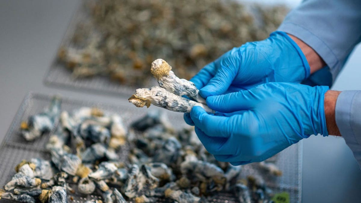 Single dose of 'magic mushrooms' provides 5 years of depression relief, researchers find  at george magazine