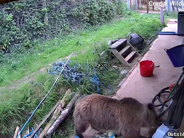 Bears escape wildlife park enclosure and feast on week’s worth of honey