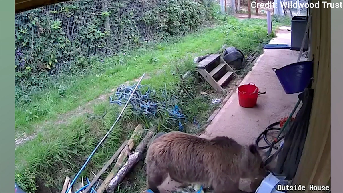 Bears escape wildlife park enclosure and feast on week's worth of honey  at george magazine