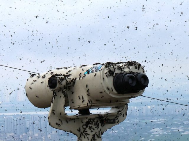 Lovebugs Swarm South Korea’s Capital, Drawing Residents’ Ire
