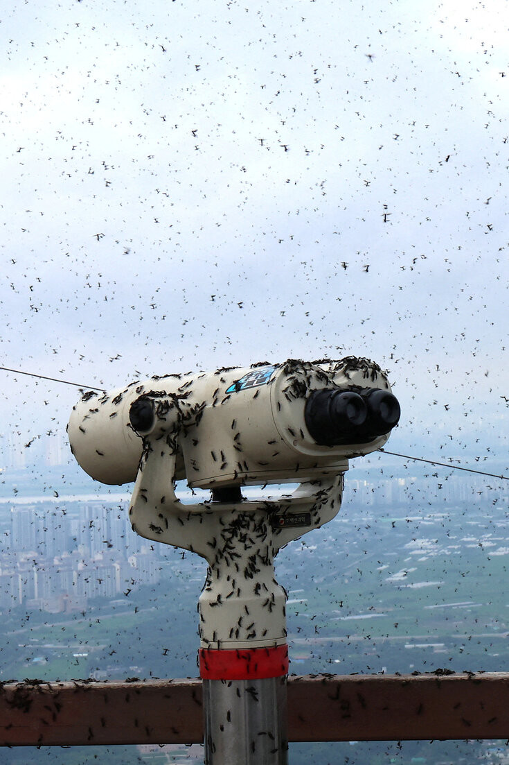 Lovebugs Swarm South Korea’s Capital, Drawing Residents’ Ire  at george magazine