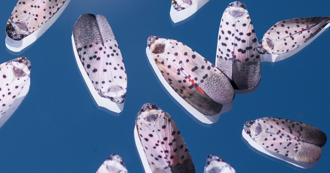 Squashing Spotted Lanternflies Will Get Us Only So Far. We Need Wasps.  at george magazine
