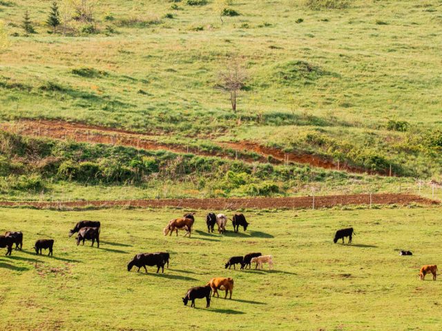 Why Beef Prices Have Hit a Record