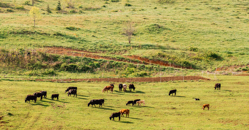 Why Beef Prices Have Hit a Record  at george magazine