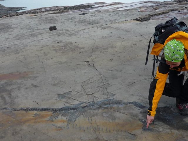 Fiona the Pregnant Sea Reptile’s Fossil Hints at the Birth of a New Ocean