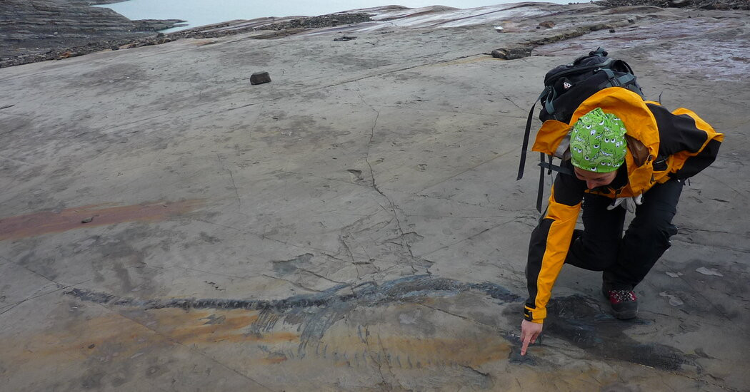 Fiona the Pregnant Sea Reptile’s Fossil Hints at the Birth of a New Ocean  at george magazine