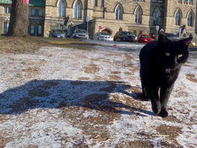 Coal, the Last Survivor of Canada’s Parliament Hill Cat Colony, Dies