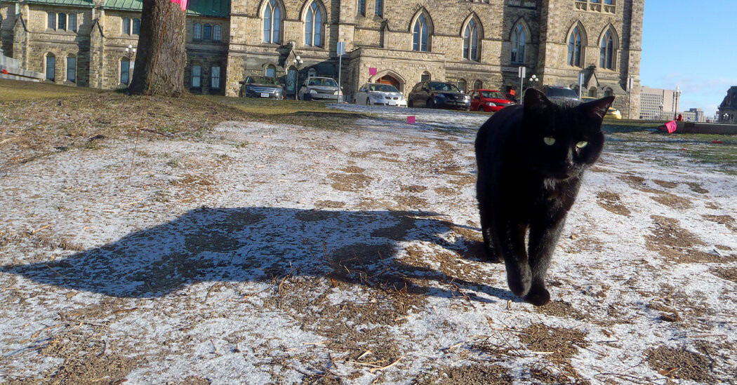 Coal, the Last Survivor of Canada’s Parliament Hill Cat Colony, Dies  at george magazine