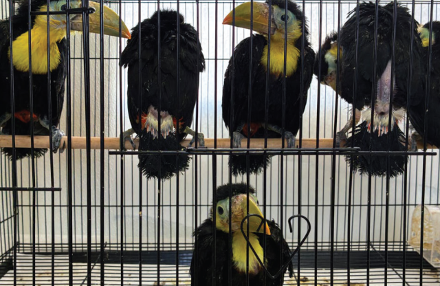 Man Had 14 Toucans Stashed in His Volkswagen Dashboard, U.S. Says