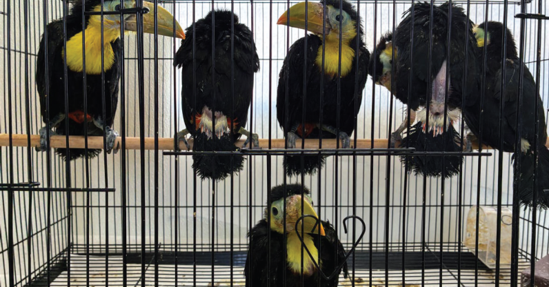 Man Had 14 Toucans Stashed in His Volkswagen Dashboard, U.S. Says  at george magazine