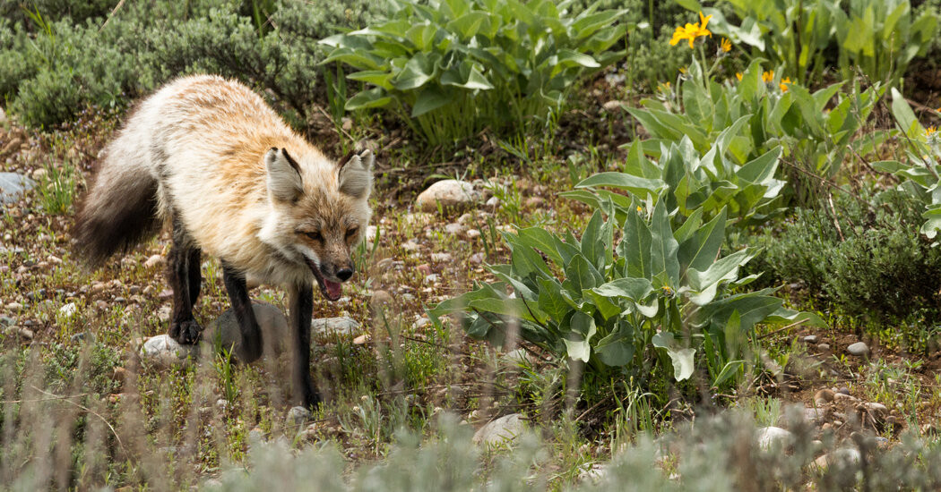 Beware of ‘Swiper,’ a Fox at Grand Teton Park With a Penchant for Footwear  at george magazine