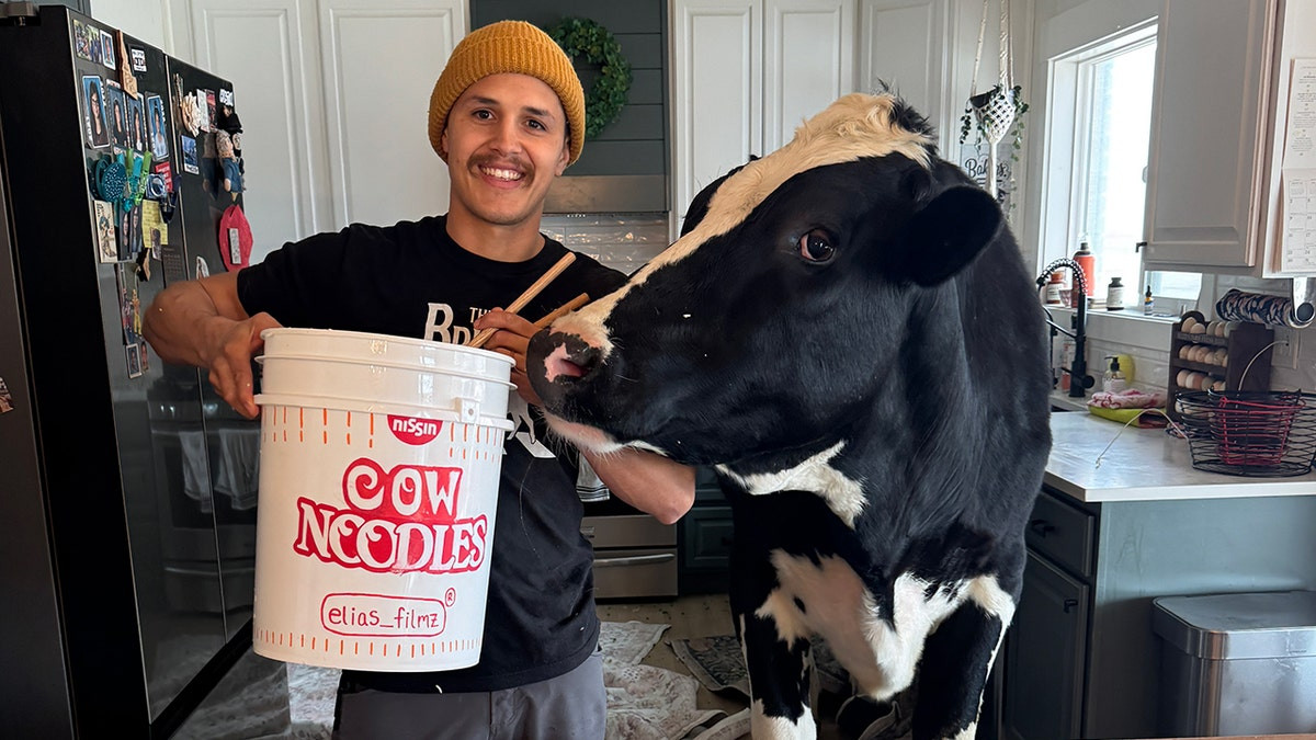 The coolest cow online is parlaying pancakes into internet fame  at george magazine