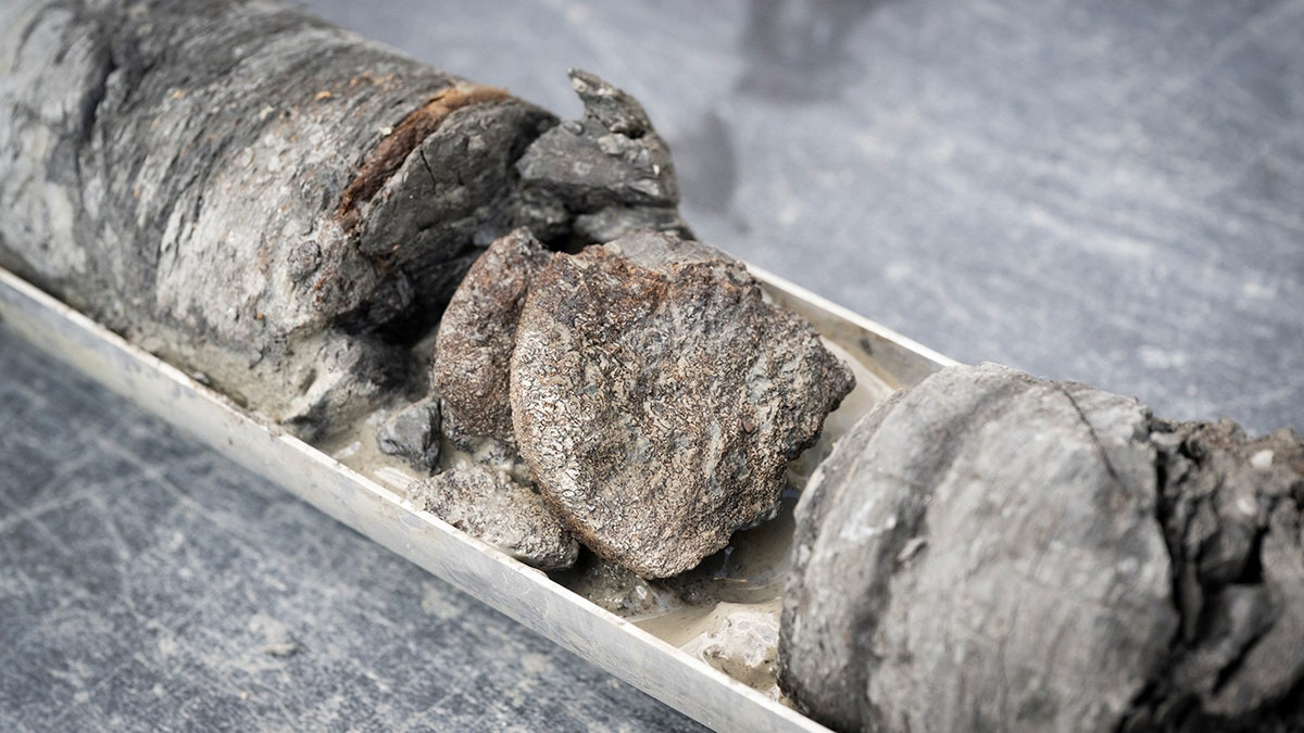 Museum discovers rare 67-million-year-old dinosaur bone under its own parking lot  at george magazine