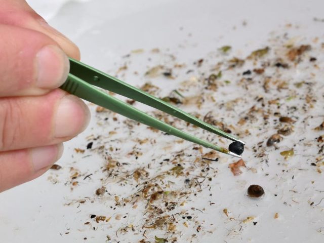 How sensationalized headlines about ‘brain plastic’ are undermining trust in safe, sustainable materials