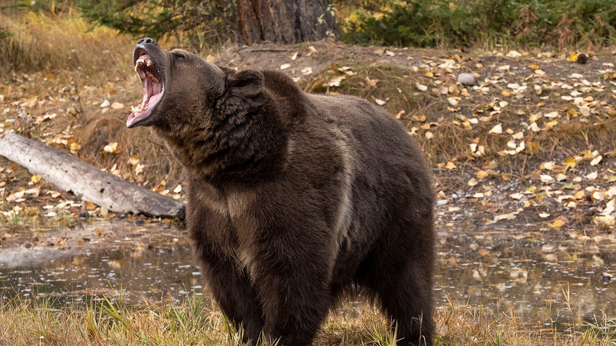 Woman saves husband's life with bear spray during grizzly attack in wilderness  at george magazine