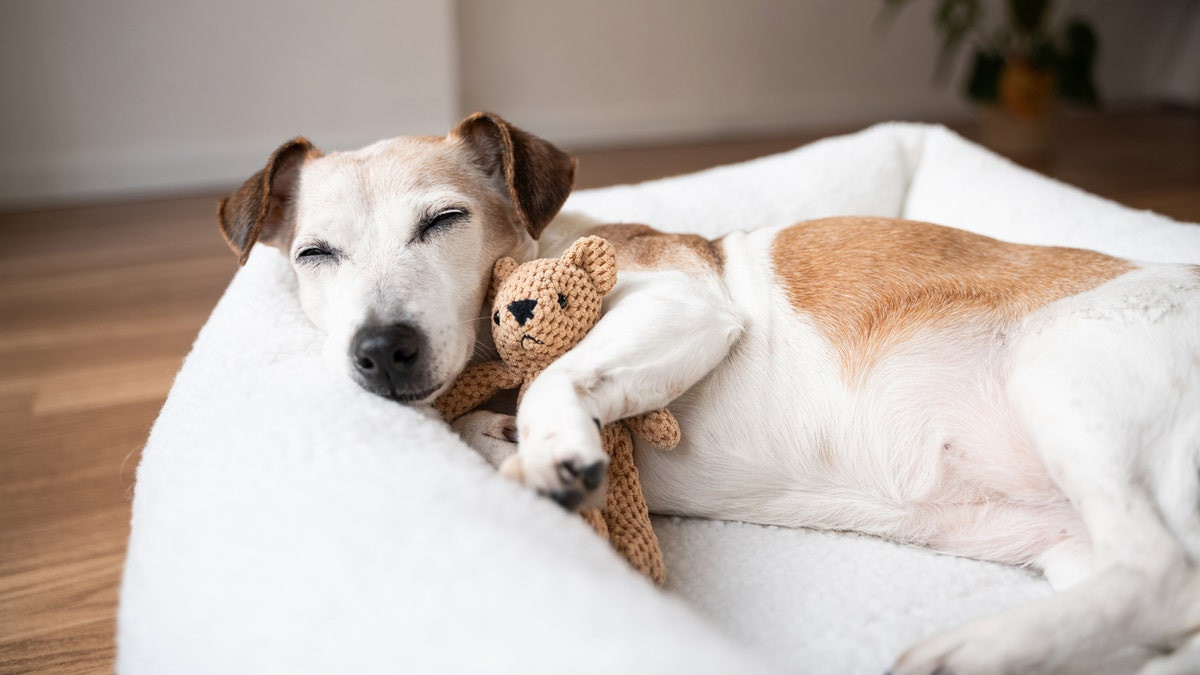 Splurge on your pet with these Prime Day pet deals  at george magazine