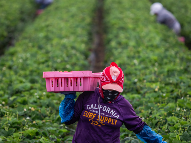 Critics sound off against Trump’s ‘temporary pass’ for migrant farm, hospitality workers