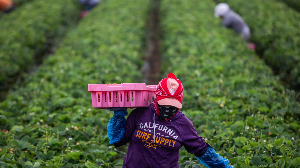 Critics sound off against Trump's 'temporary pass' for migrant farm, hospitality workers  at george magazine