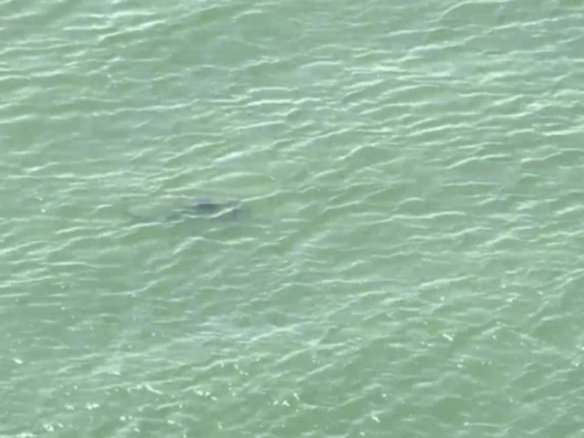 NYC temporarily shuts down Queens beaches after sharks swim dangerously close to Fourth of July crowd