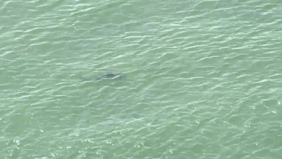 NYC temporarily shuts down Queens beaches after sharks swim dangerously close to Fourth of July crowd  at george magazine