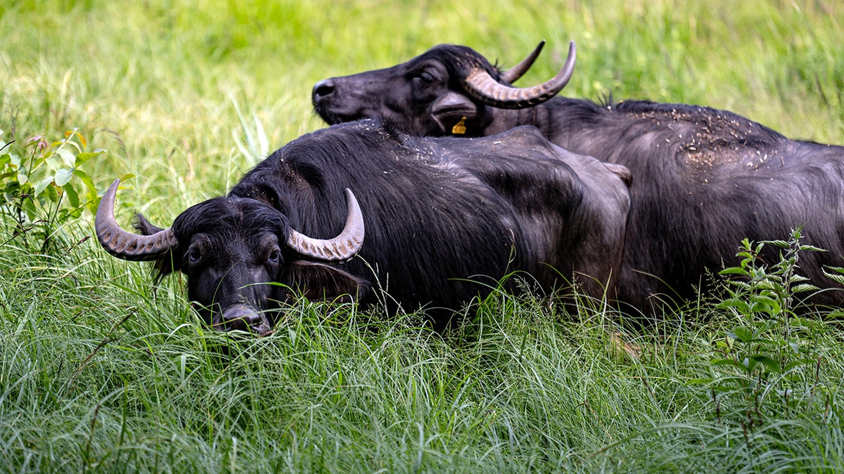 Oklahoma livestock farmer killed by water buffaloes he purchased just one day before fatal attack  at george magazine