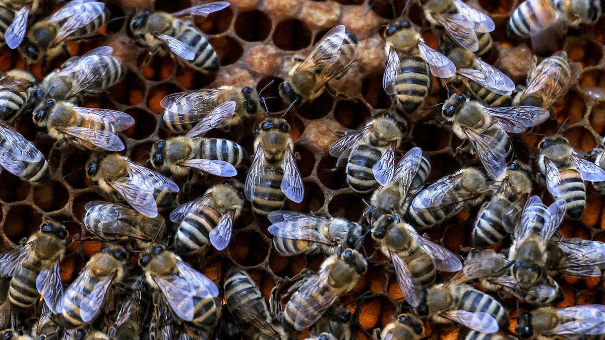 Massive bee swarm sends three people to hospital in critical condition, 24 injured  at george magazine