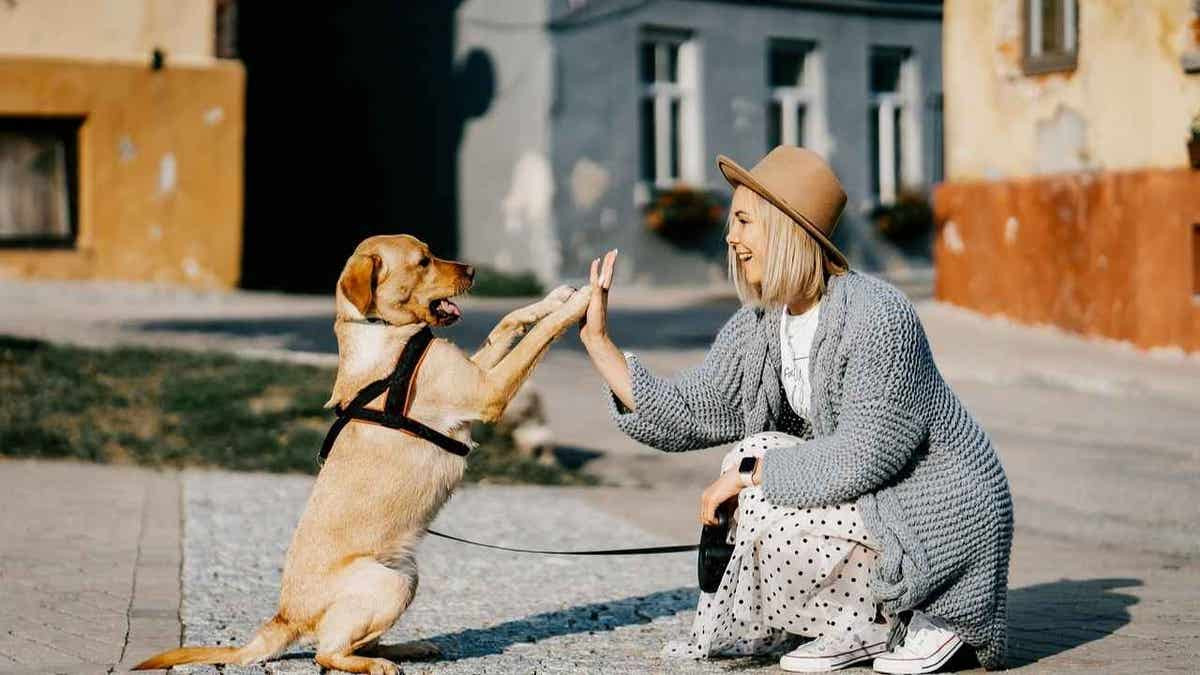 Would you date your pet? 1 in 3 say yes to AI version  at george magazine