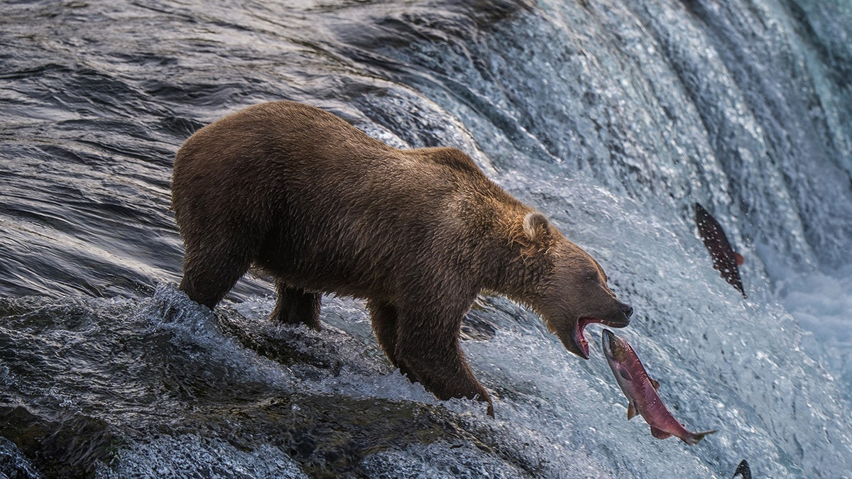 Alaska jogger dragged 100 yards by bear in terrifying predawn attack near driveway  at george magazine