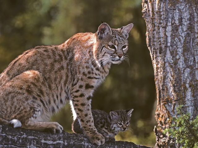 Would you donate pets for zoo to feed to its predators? Some say ‘yes’