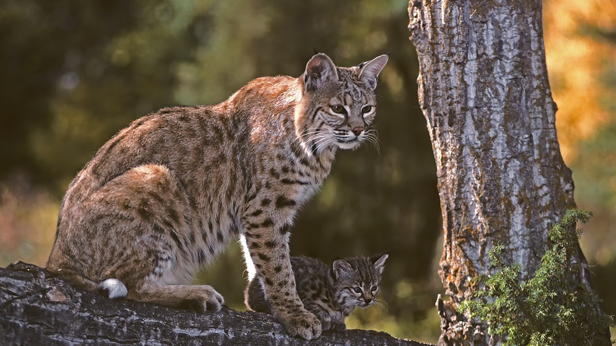 Would you donate pets for zoo to feed to its predators? Some say 'yes'  at george magazine