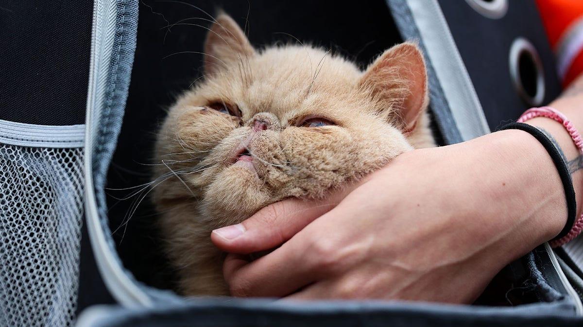 Pudge The Cat steals the show as Bowling Green picks up 1st win of season  at george magazine