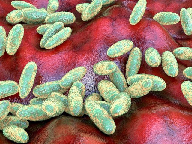 California resident contracts plague, likely from infected flea bite during Lake Tahoe camping trip: officials