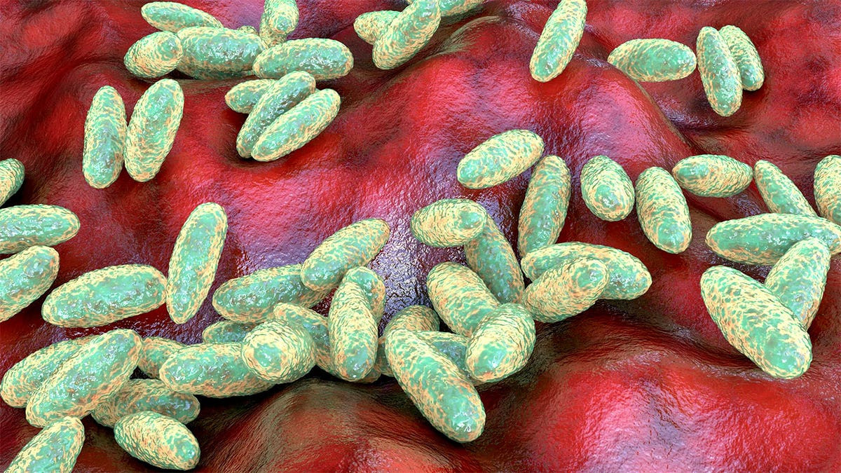 California resident contracts plague, likely from infected flea bite during Lake Tahoe camping trip: officials  at george magazine