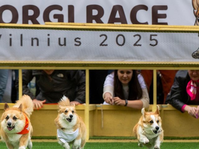 Thousands attend corgi competition featuring 120 teams from across Europe: ‘He’s really proud’