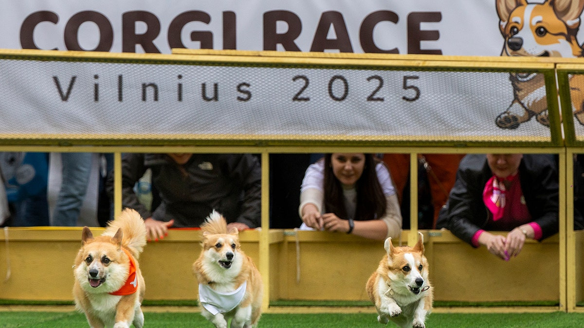 Thousands attend corgi competition featuring 120 teams from across Europe: 'He's really proud'  at george magazine