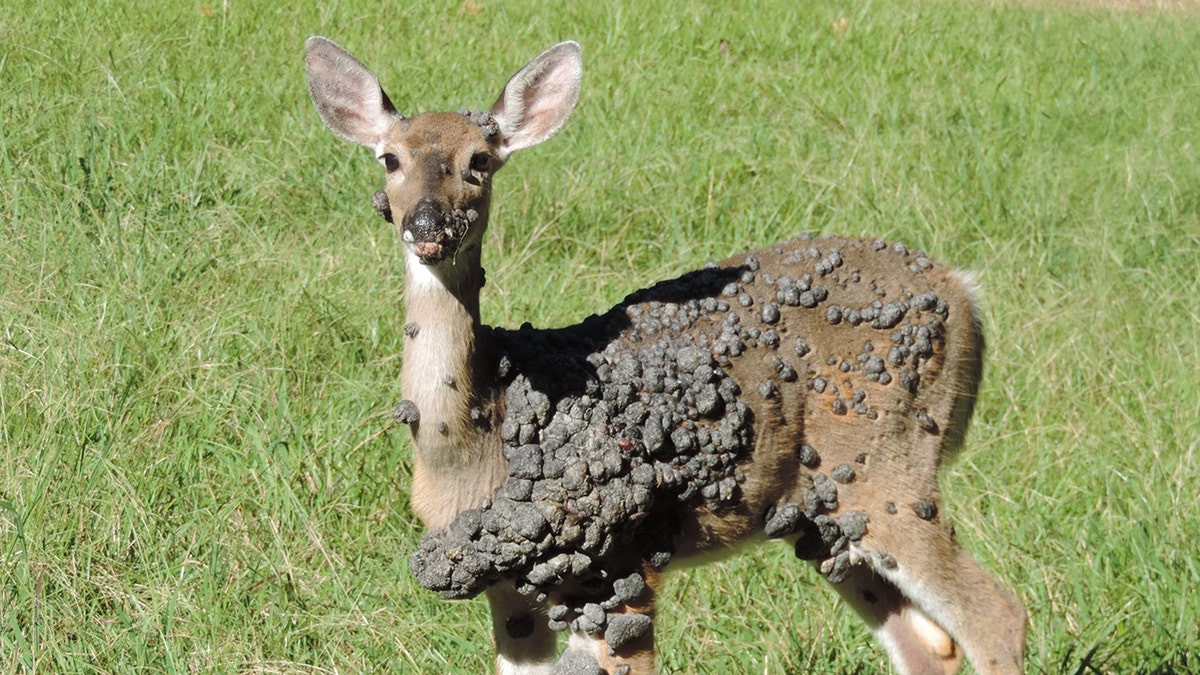 Viral photos of deer with strange warts follow 'Frankenstein' rabbit, squirrel sightings  at george magazine