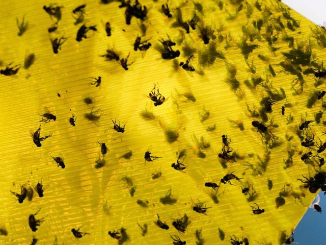 USDA announces $750M sterile fly breeding program to protect cattle from Mexican flesh-eating maggots