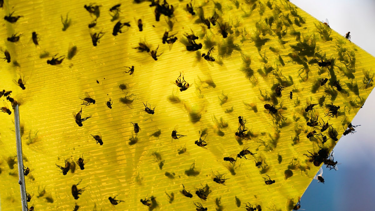 USDA announces $750M sterile fly breeding program to protect cattle from Mexican flesh-eating maggots  at george magazine