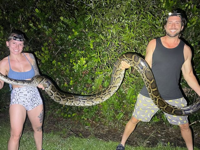 Florida woman wins annual python challenge with record snake haul