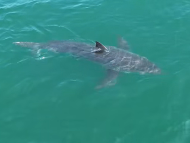 Great white shark lurking near Northeast vacation spot, drone video shows