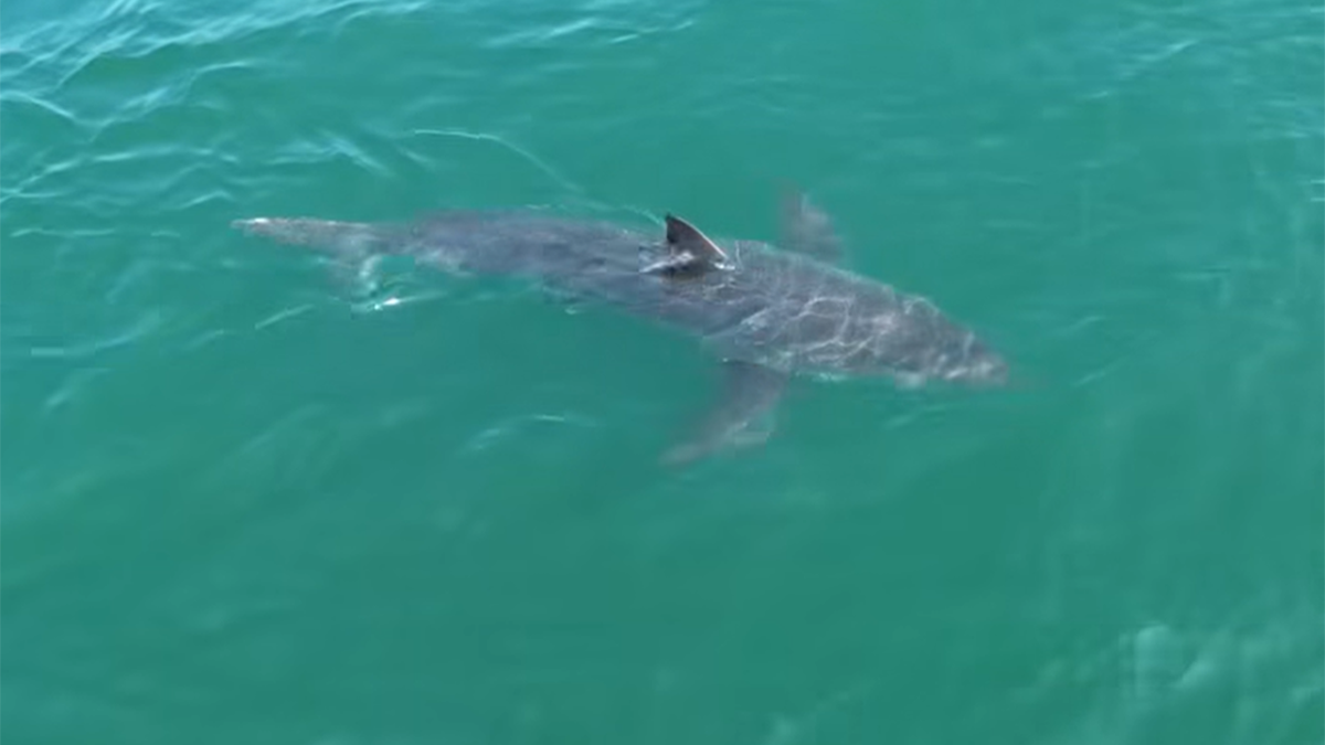 Great white shark lurking near Northeast vacation spot, drone video shows  at george magazine