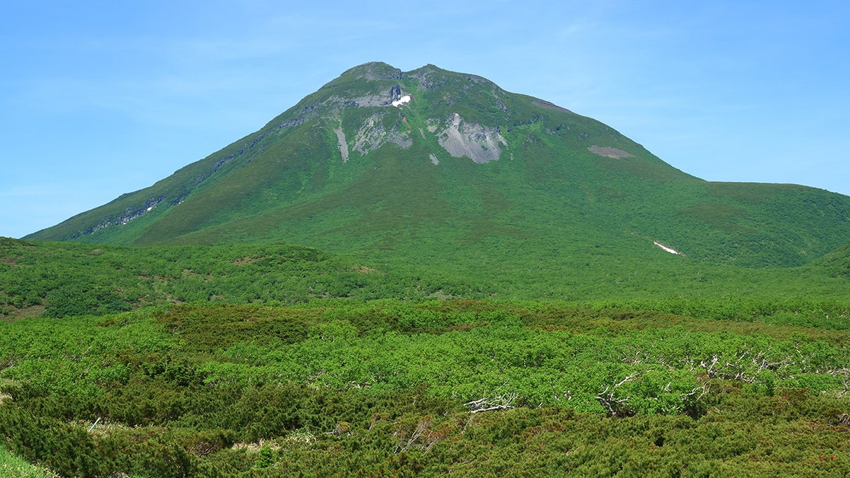 Hiker's friend watches in horror as brown bear drags man into bushes on mountain: report  at george magazine