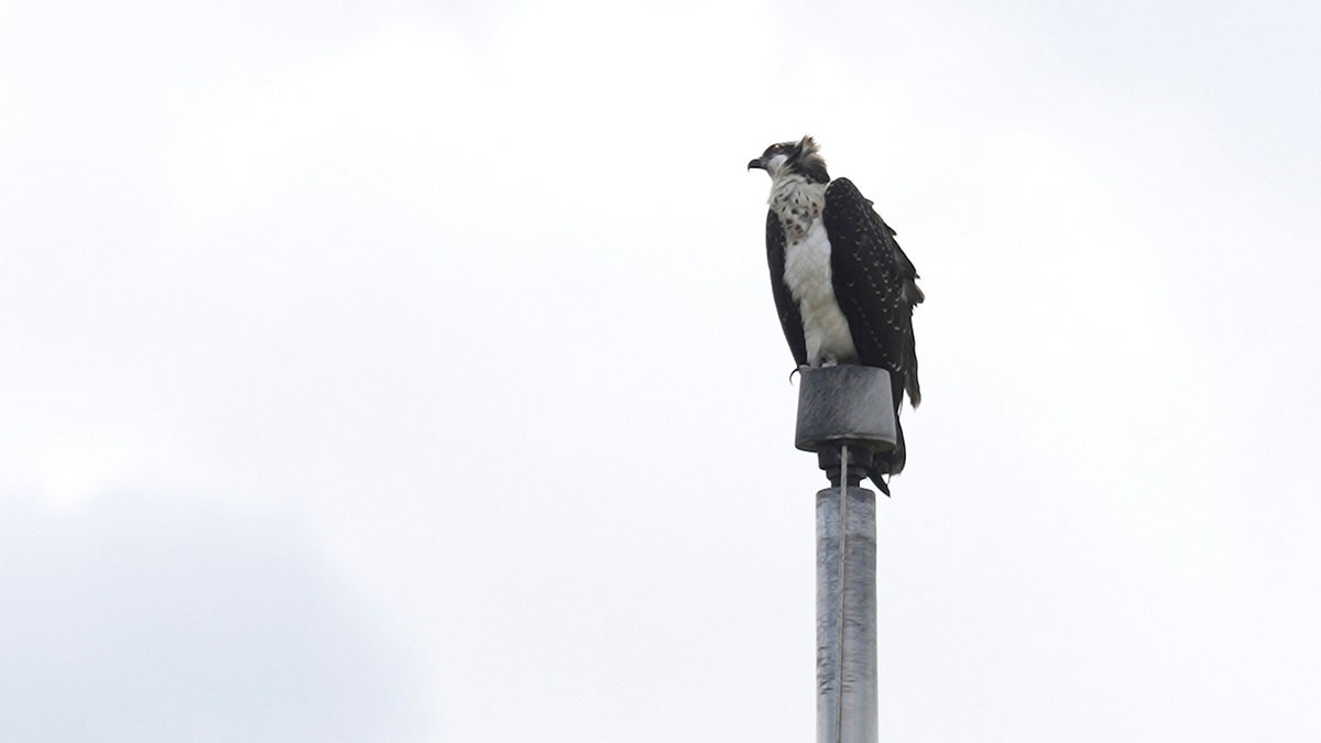 Federally protected birds force high school football team to rearrange schedule  at george magazine
